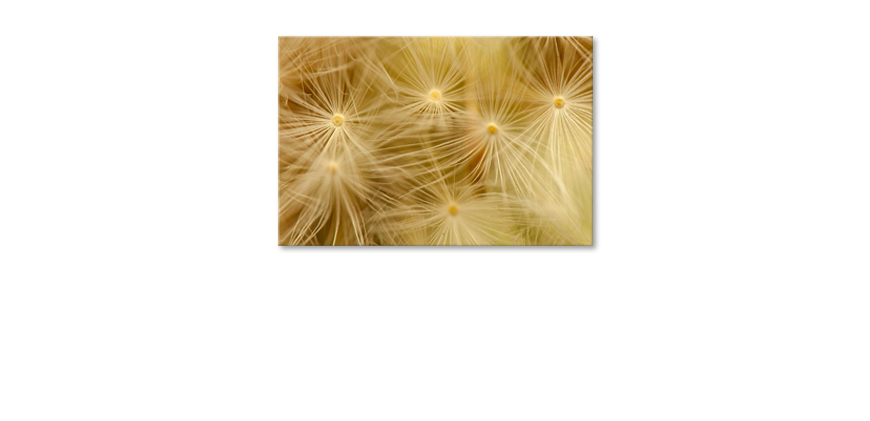 Das-Leinwandbild-Dandelion-Closeup