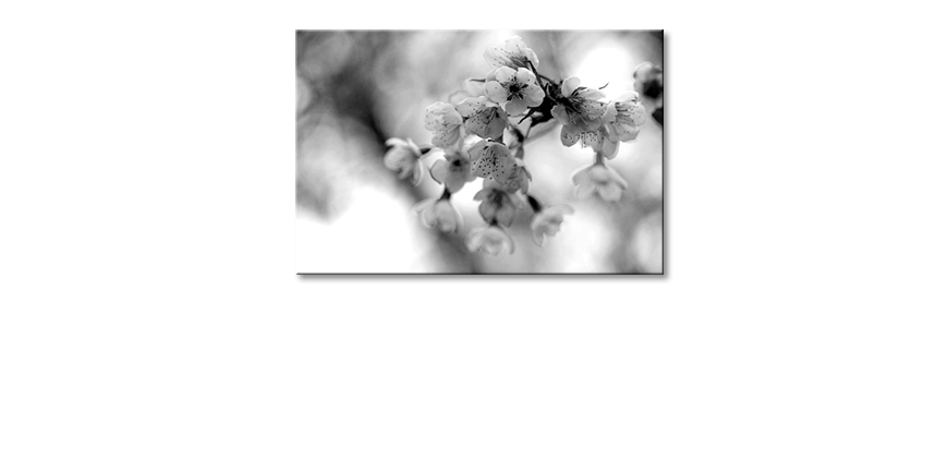 Das-gedruckte-Bild-Cherry-Blossoms