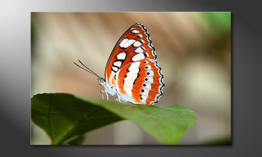 George Moringa´s Orange Butterfly