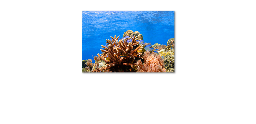 Unser-modernes-Wandbild-Corals-Reef