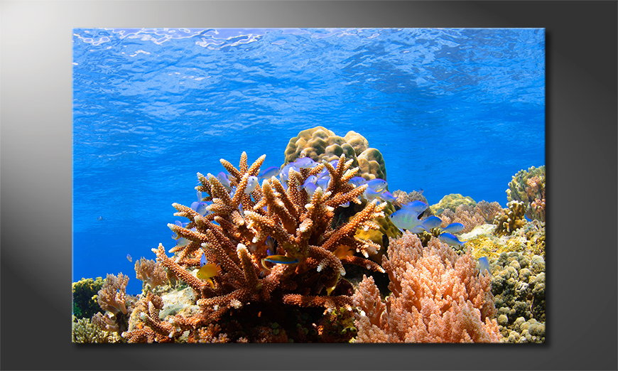 Unser modernes  Wandbild Corals Reef