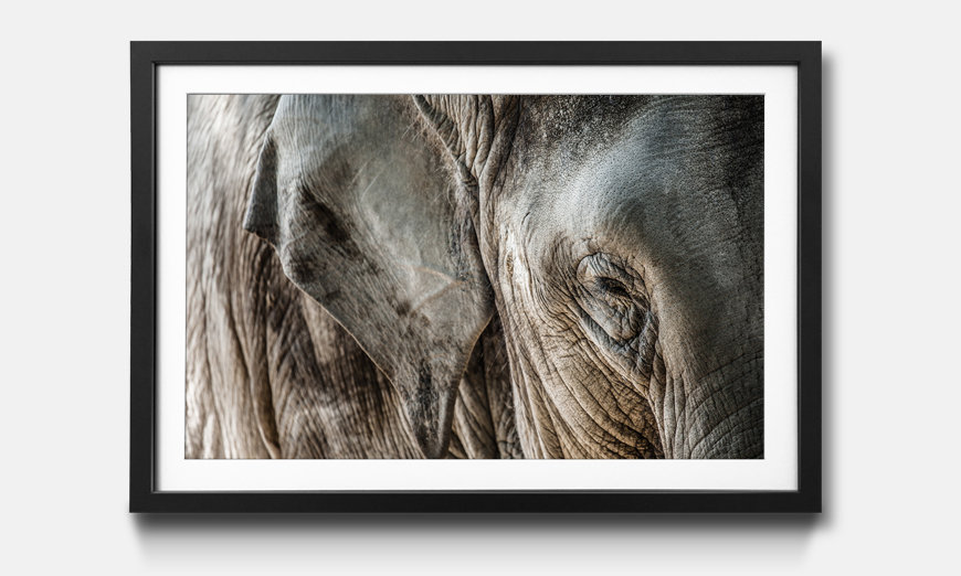 Der gerahmte Kunstdruck Elephant Close Up