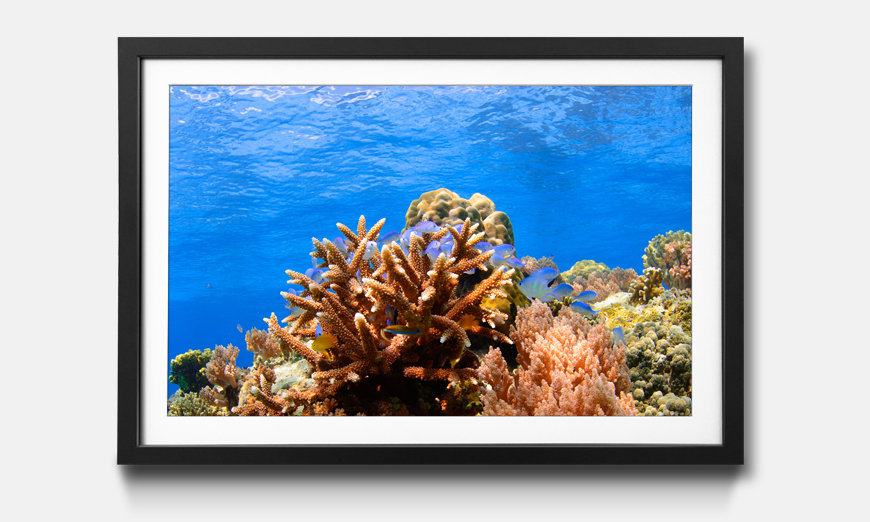 Wandbild gerahmt Corals Reef