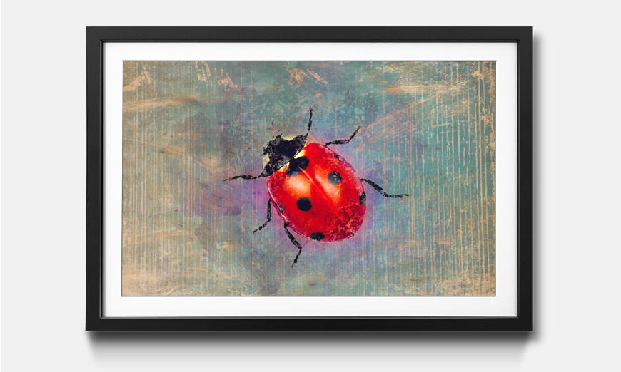 Wandbild gerahmt Ladybug