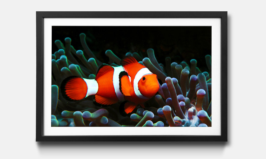 Wandbild gerahmt Nemo