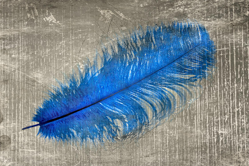Die Fototapete Feather In Blue